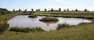 Fox Covert Fisheries
